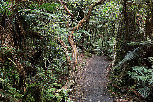 丛林,新西兰