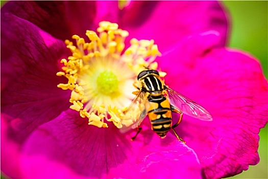 粉色,牡丹,花,授粉,黄蜂