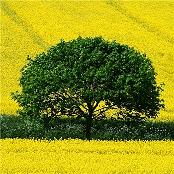 树,黄色,地点