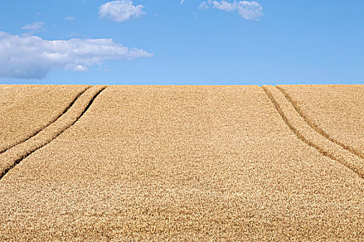 小麦田,小麦,道路