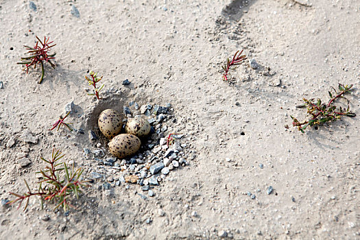 海鸟在海滩筑巢产蛋