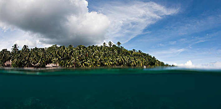 棕榈树,热带海岛