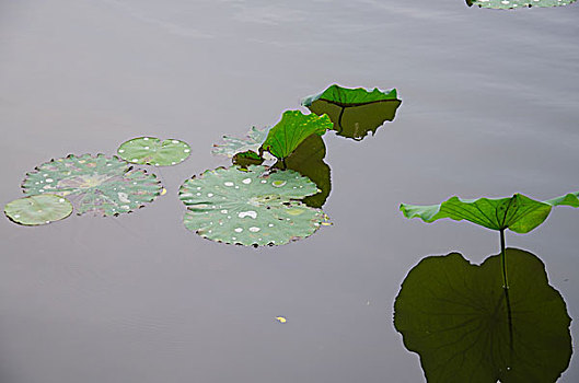 东方概念