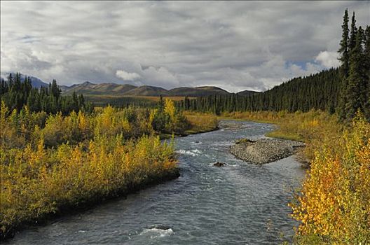秋天,河,德纳里峰国家公园,阿拉斯加,美国,北美