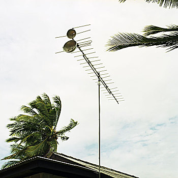 卫星天线,棕榈树