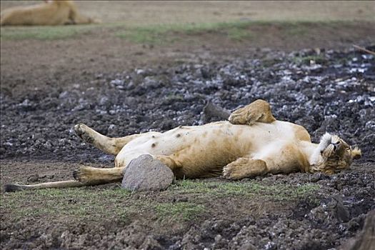 非洲狮,狮子,怀孕,雌性,休息,脆弱,马赛马拉国家保护区,肯尼亚