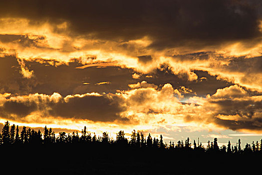 乌云,发光,剪影,树林,日落,怀特霍斯,育空,加拿大