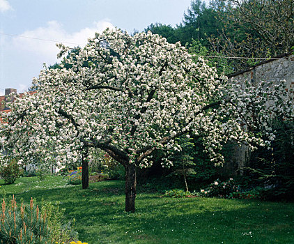 苹果花