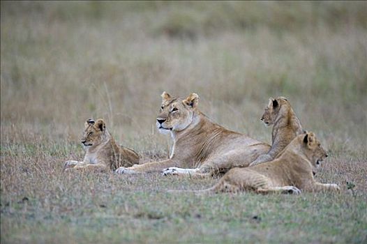 雌狮,狮子,肯尼亚,东非