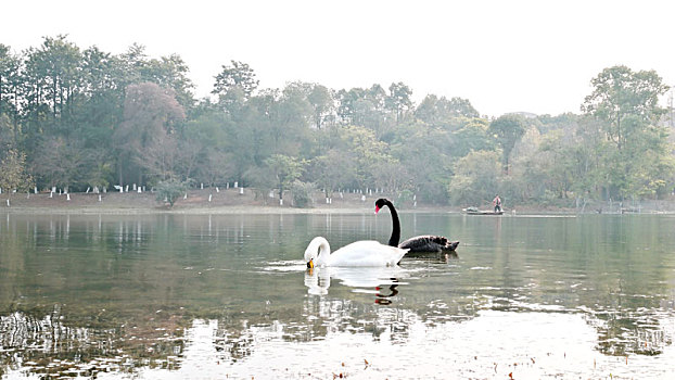 湖上一只白天鹅一只黑天鹅