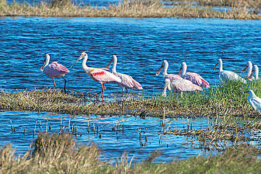 美国,佛罗里达,梅里特岛,国家野生动植物保护区,粉红琵鹭,白鹮