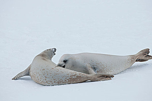 食蝦海豹,食蟹海豹,一对,休息,迅速,冰,声音,威德尔海,南极