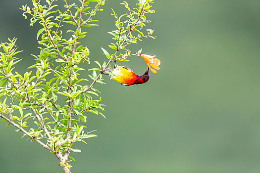 一只雄性蓝喉太阳鸟穿梭于花枝从中寻觅花蜜及昆虫