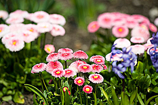 英国,雏菊,米拉贝尔花园,萨尔茨堡,奥地利