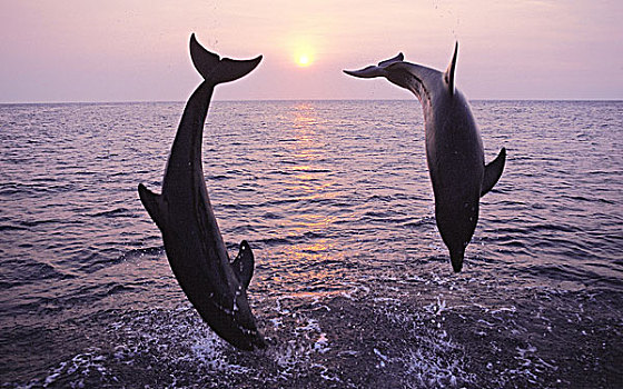宽吻海豚,一对,跳跃,日落,洪都拉斯