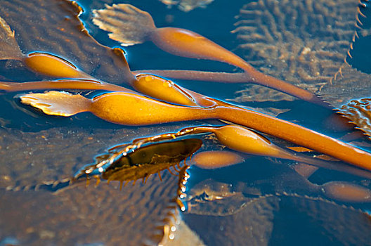 海藻,夏洛特女王岛,不列颠哥伦比亚省,加拿大