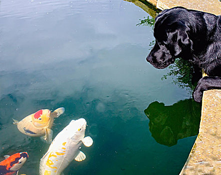 狗,看,鱼,水塘,诺森伯兰郡,英格兰