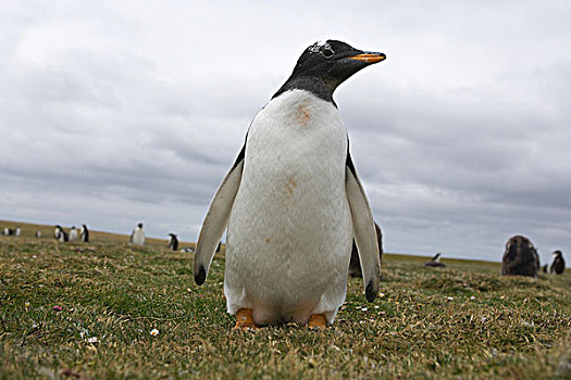 巴布亚企鹅,企鹅,岛屿,福克兰群岛,南美