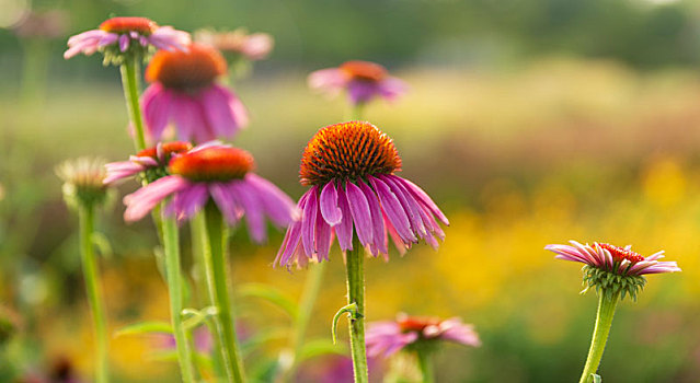 鲜花