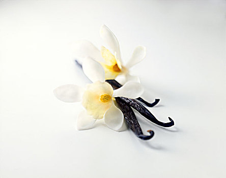 香草豆荚,花,白色背景,背景