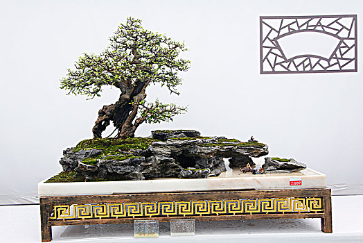 盆景,盆栽,会员作品,铜奖,广东盆景协会30周年