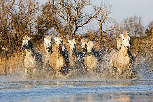 卡马格马,牧群,驰骋,水中,法国南部
