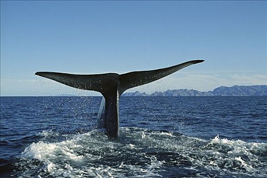 蓝鲸,科特兹海,北下加利福尼亚州,墨西哥