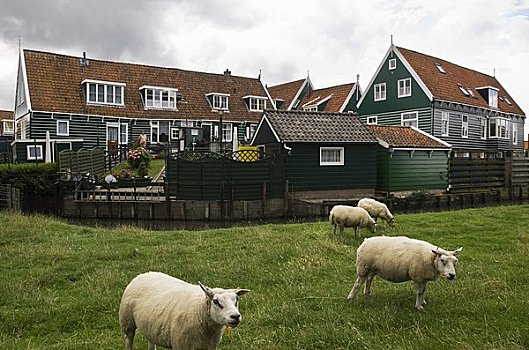 绵羊,草场,传统,房子,北荷兰,荷兰