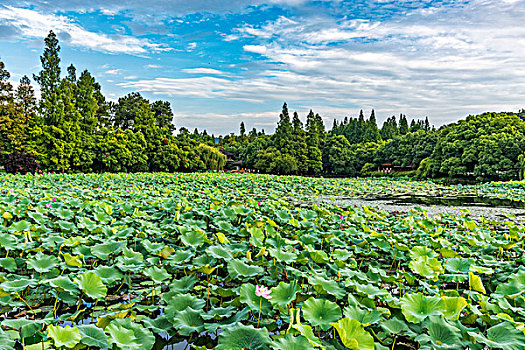 杭州西湖风光西湖夏天