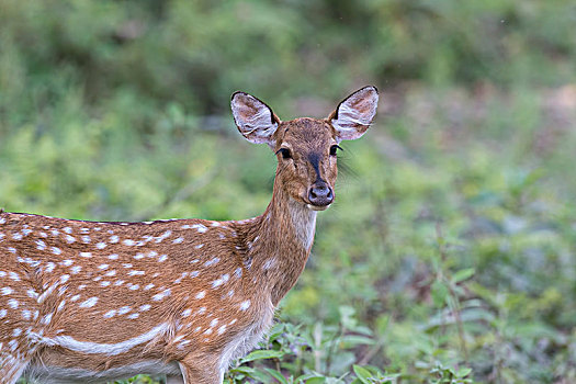 斑点,鹿,花鹿,奇旺,国家公园,尼泊尔,亚洲