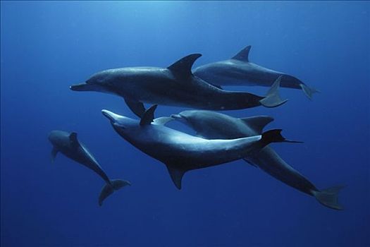 印度洋,宽吻海豚,岛屿,日本
