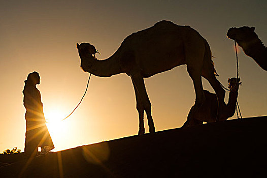 撒哈拉沙漠,摩洛哥,剪影,沙丘,日落