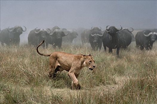 南非水牛,非洲水牛,牧群,追逐,非洲狮,狮子,雌性,塞伦盖蒂国家公园,坦桑尼亚