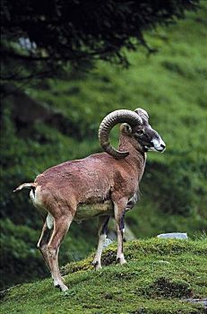 欧洲盘羊,野生,绵羊,哺乳动物,山,草地,动物