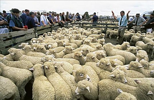 绵羊拍卖,新西兰