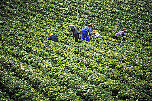 工人,杂草,草莓,农场,温哥华岛,不列颠哥伦比亚省,加拿大
