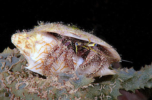 海葵,寄居蟹,菲律宾,亚洲