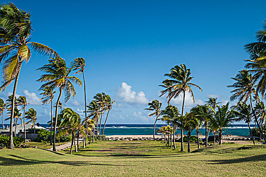 尼维斯岛,海滩,棕榈树