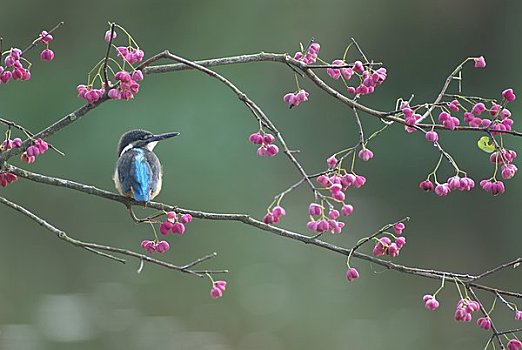 翠鸟,花