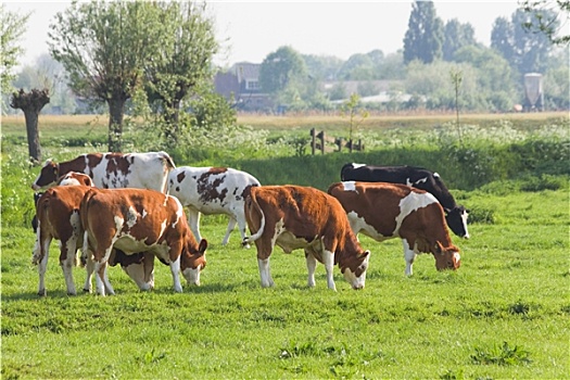 母牛,荷兰,乡野,风景,春天