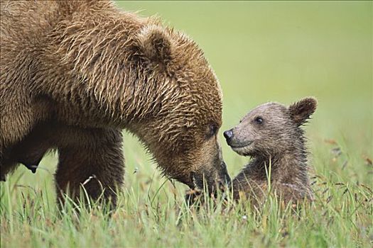 大灰熊,棕熊,母亲,4个月大,幼兽,卡特麦国家公园,阿拉斯加