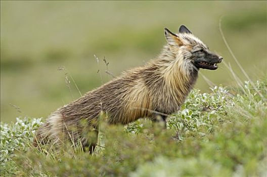 狐狸,狐属,苔原,阿拉斯加,美国