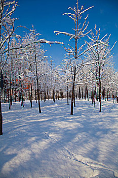 覆盖着厚厚的白雪的树林