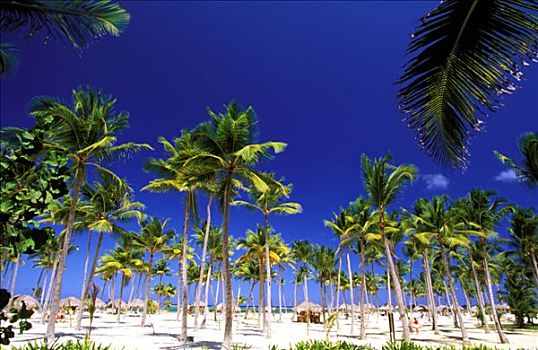 多米尼加共和国,蓬塔卡纳,海滩