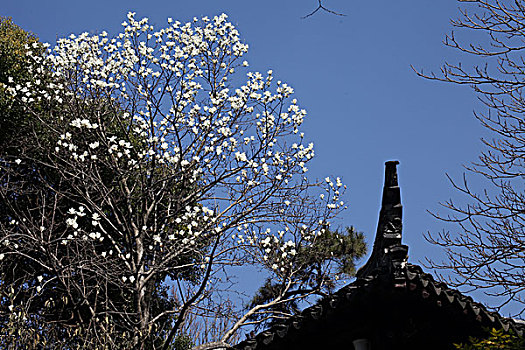 苏州,虎丘,虎丘塔,景点,旅游,宗教,胜地,圣地,建筑,古迹,文物,历史,故事,传说,飞檐,玉兰花