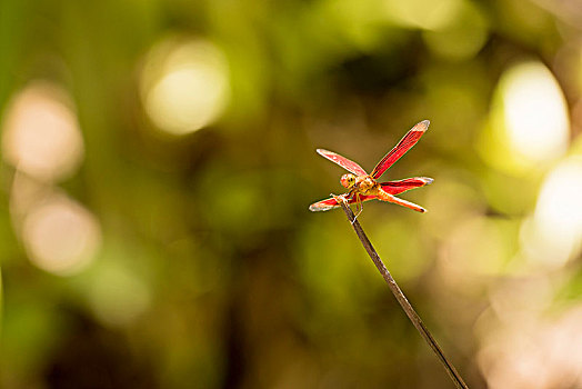 红色,蜻蜓,古农列尤择国家公园