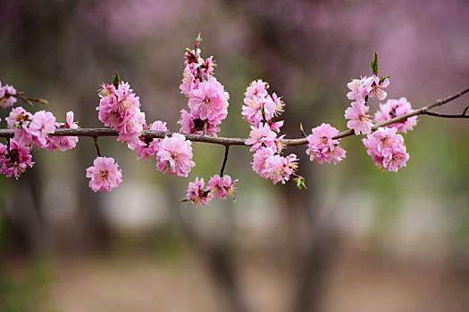 春天,公园里盛开的迎春花,樱花,桃花等