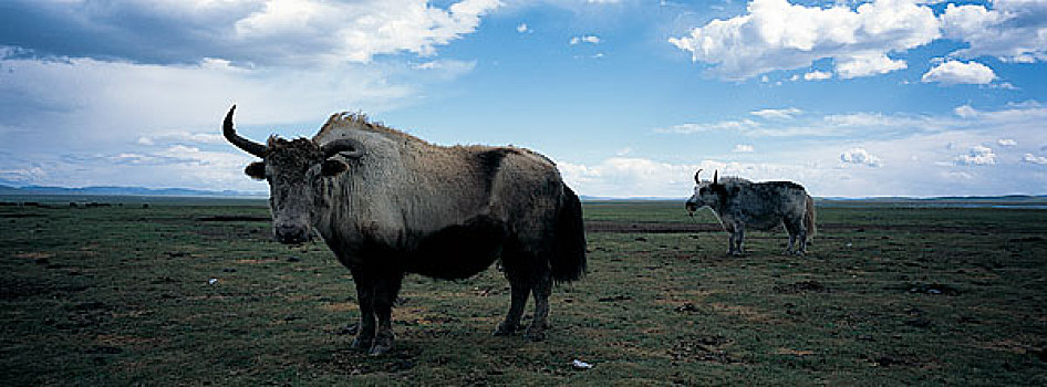 西藏草原上的牦牛