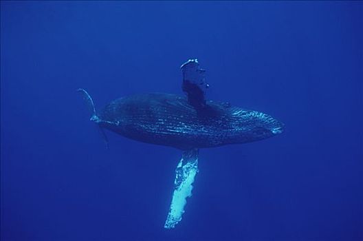 驼背鲸,大翅鲸属,鲸鱼,下面,鳍,毛伊岛,夏威夷,提示,照相