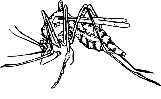 黑白,绘画,蚊子,素描,矢量